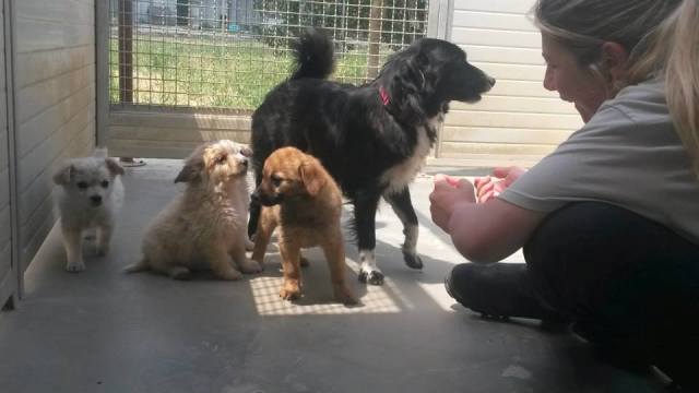 I cuccioli e la mamma Mandorla al canile Arca di Empoli (foto Facebook)