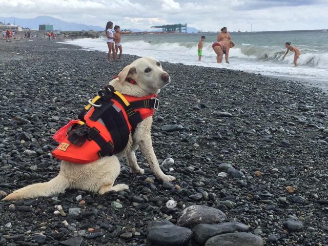 Un cane bagnino pronto ad entrare in acqua