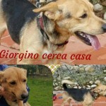 Giorgino