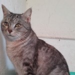 mimma_cercocuccia_gatto