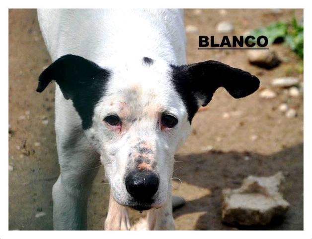 blanco_cercocuccia