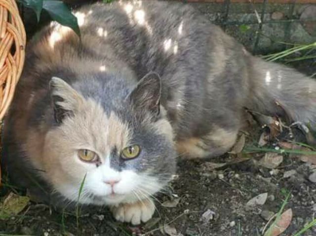 gatto_cieco_aristogatti