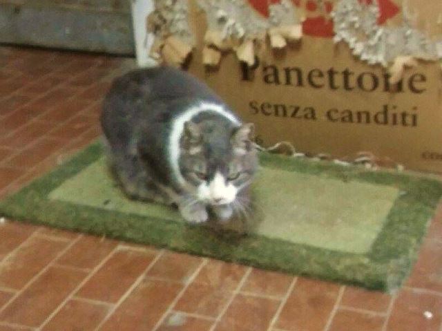 gatto_gino