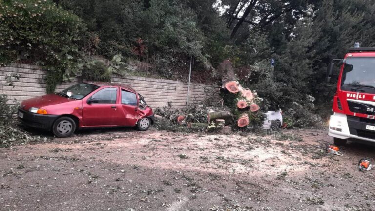 Albero Si Abbatte Su Due Auto Parcheggiate A Limite Sull Arno Gonews It