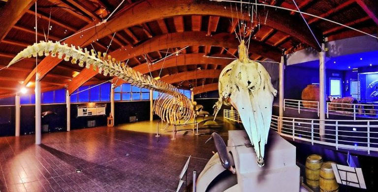 Museo di Storia naturale del Mediterraneo