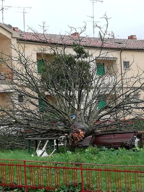 volterra_alberi_caduti_2019_12_22_1