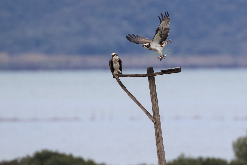 Falco_pescatore_20_03_2018_A85A3149