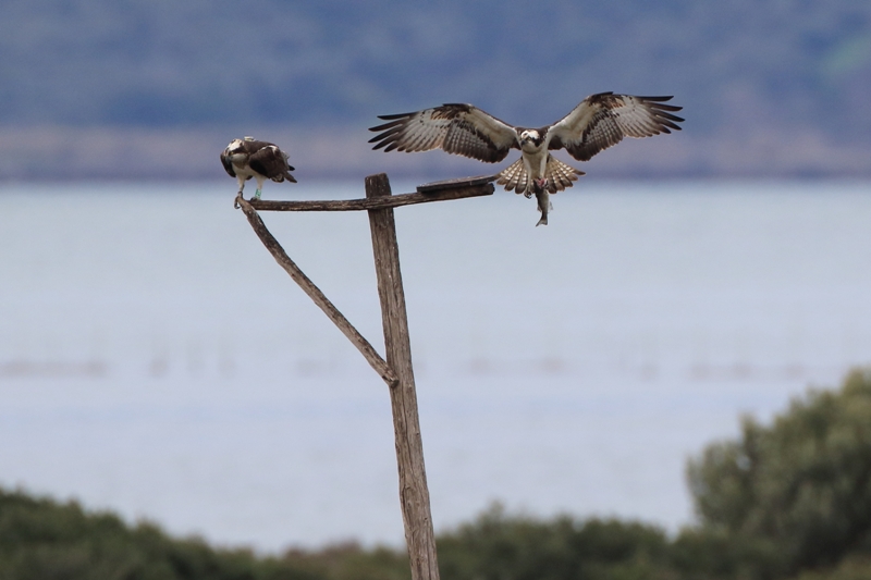 Falco_pescatore_coppia_116A0867.JPG