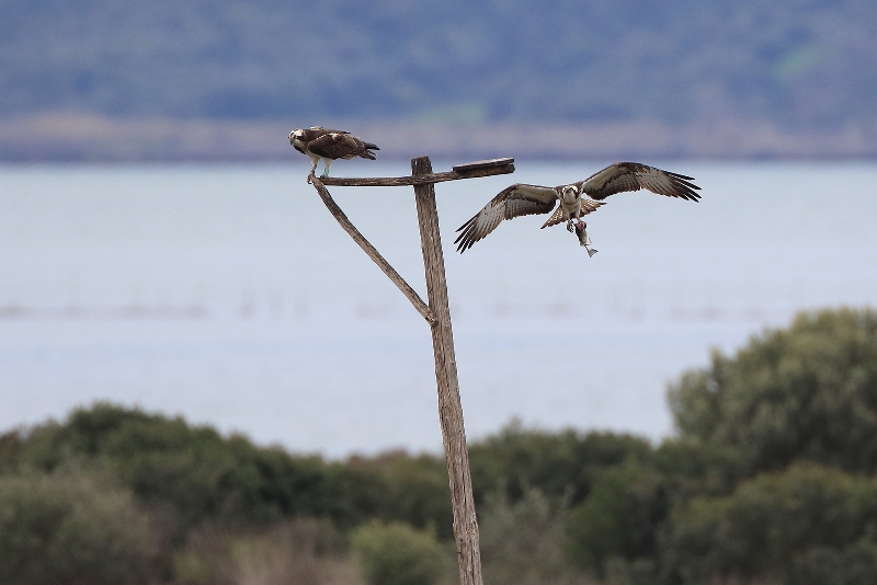 Falco_pescatore_coppia_A85A3133 copia