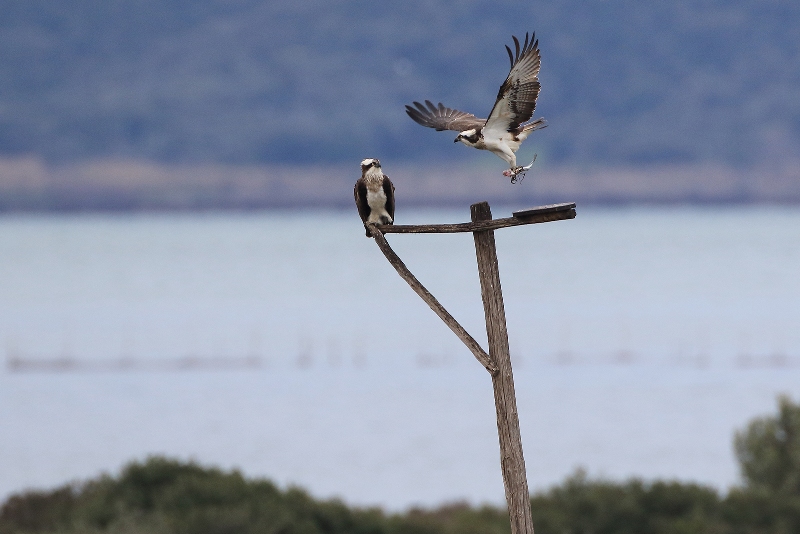 Falco_pescatore_coppia_A85A3149 copia