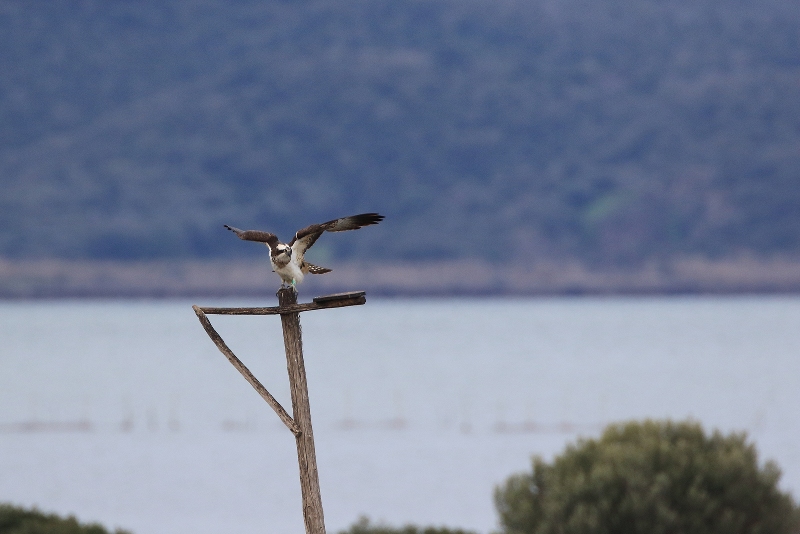 Falco_pescatore_femmina_A85A3079 copia