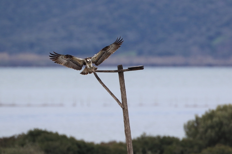 Falco_pescatore_femmina_A85A3118