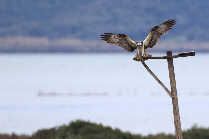 Falco_pescatore_femmina_A85A3119