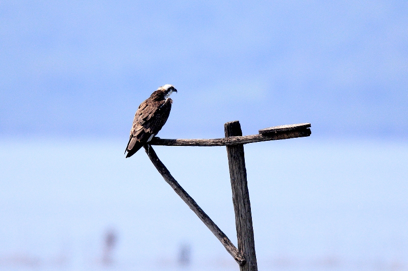 Falco_pescatore_maschio_A85A3819 copia