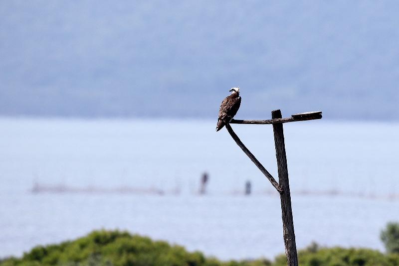 Falco_pescatore_maschio_A85A3829 copia