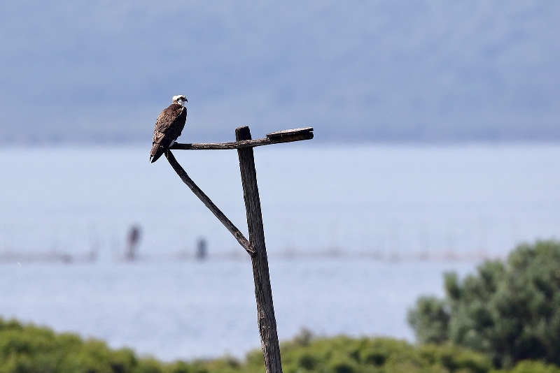 Falco_pescatore_maschio_A85A3841 copia