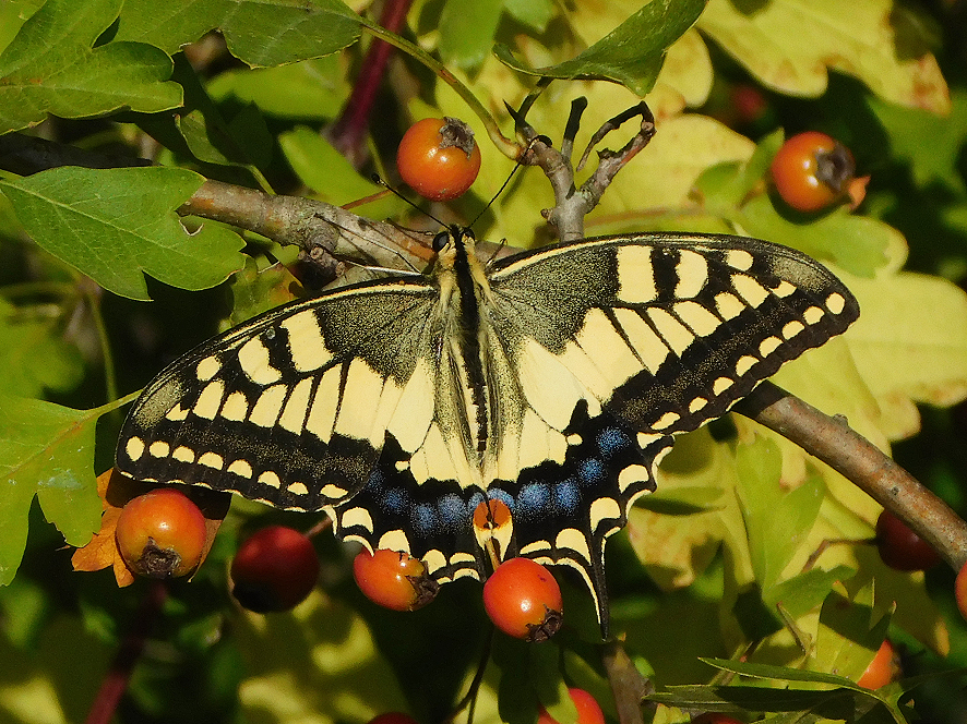 Macaone (foto Enrico Zarri)