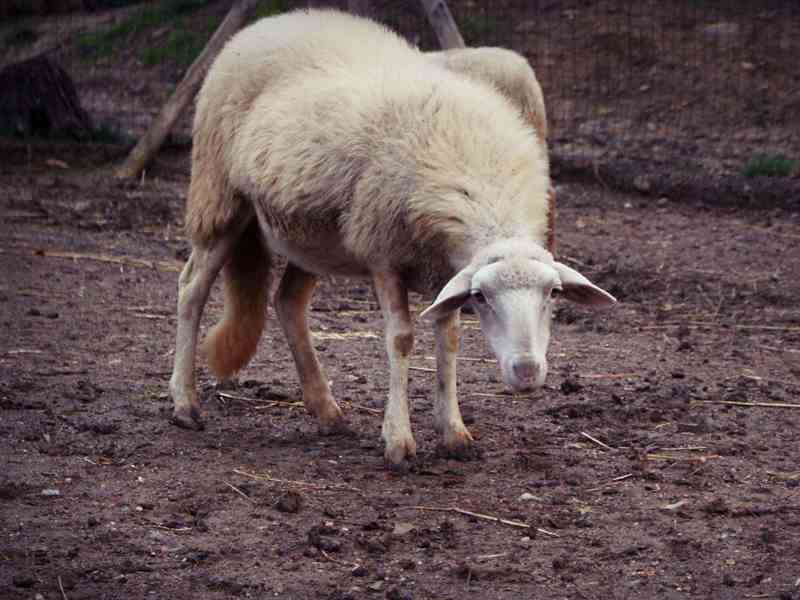 Nuovi attacchi a pecore in Toscana, l'allarme Cia - gonews.it