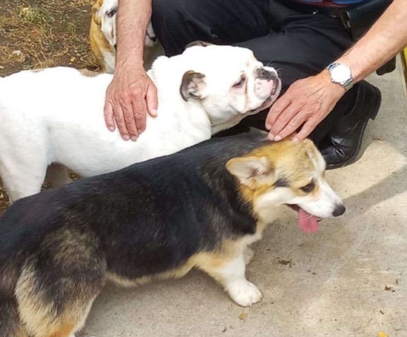 San Zenone (Milano): animali tenuti in pessime condizioni, il sequestro