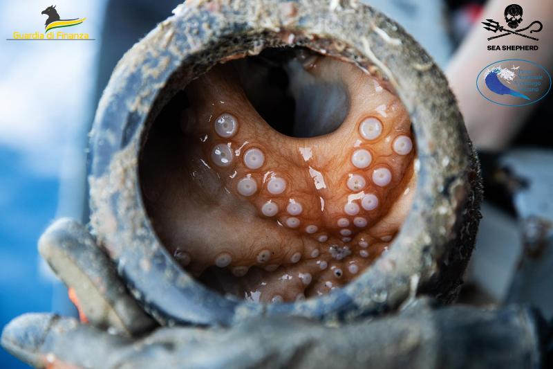 pesca_frodo_gdf_sea_shepherd_2022_25