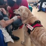 pet therapy cure palliative