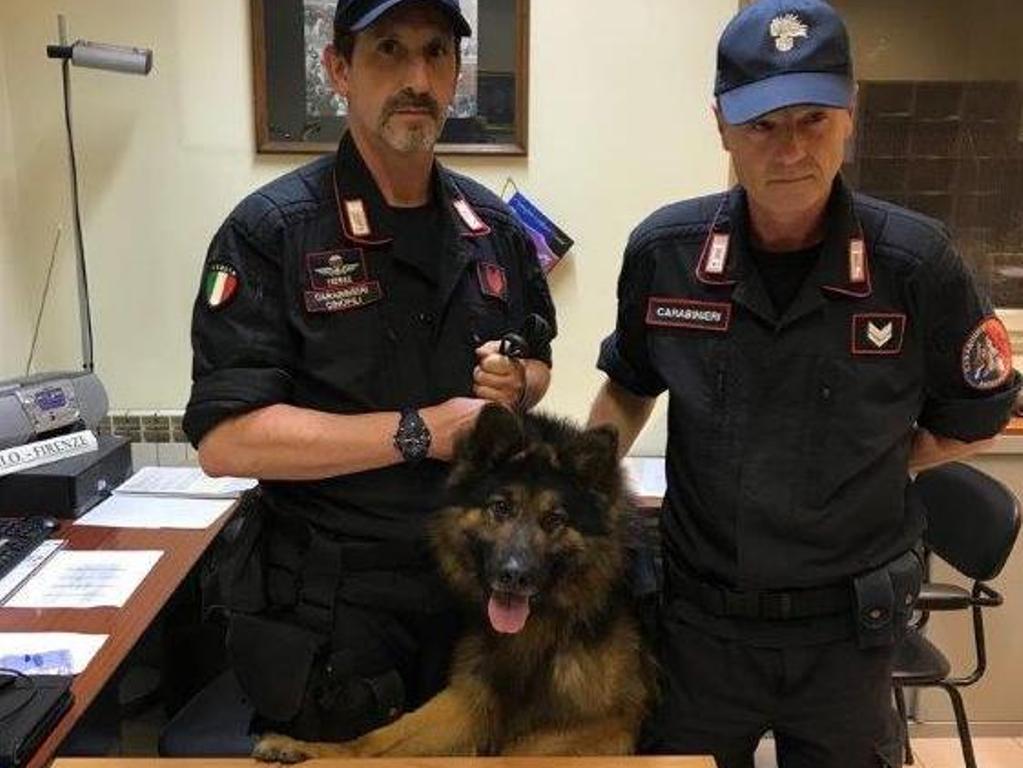 Morto Il Cane Dei Carabinieri Di Firenze Battman Scopr Kg Di Droga