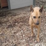 https://www.gonews.it/wp-content/uploads/2025/04/Cane_smarrito_via_Palestro_Livorno_2025__-150x150.jpg