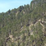 https://www.gonews.it/wp-content/uploads/2025/04/forest-pino-150x150.jpg